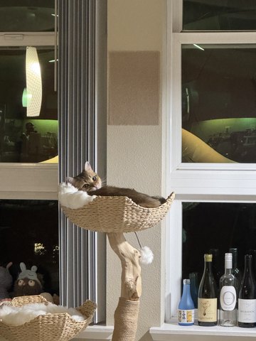 Bayker the cat, photo 2