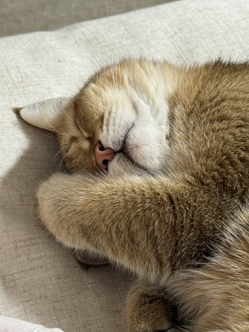 Bayker the cat, photo 3