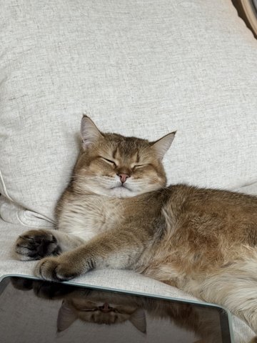 Bayker the cat, photo 4