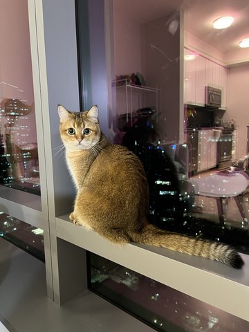 Bayker the cat, photo 8