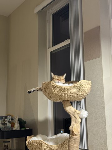 Bayker the cat, photo 5
