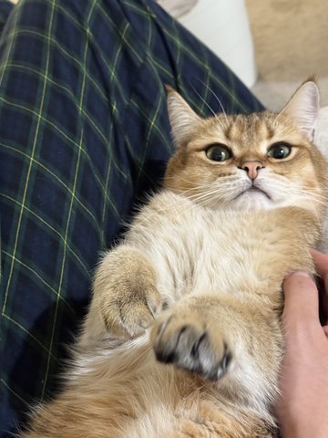 Bayker the cat, photo 6