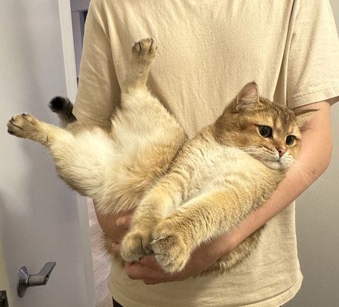 Bayker the cat, photo 9