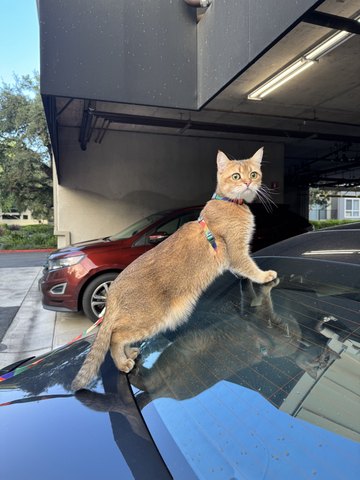 Bayker the cat, photo 10