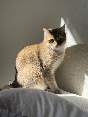 Bayker the cat, photo 11